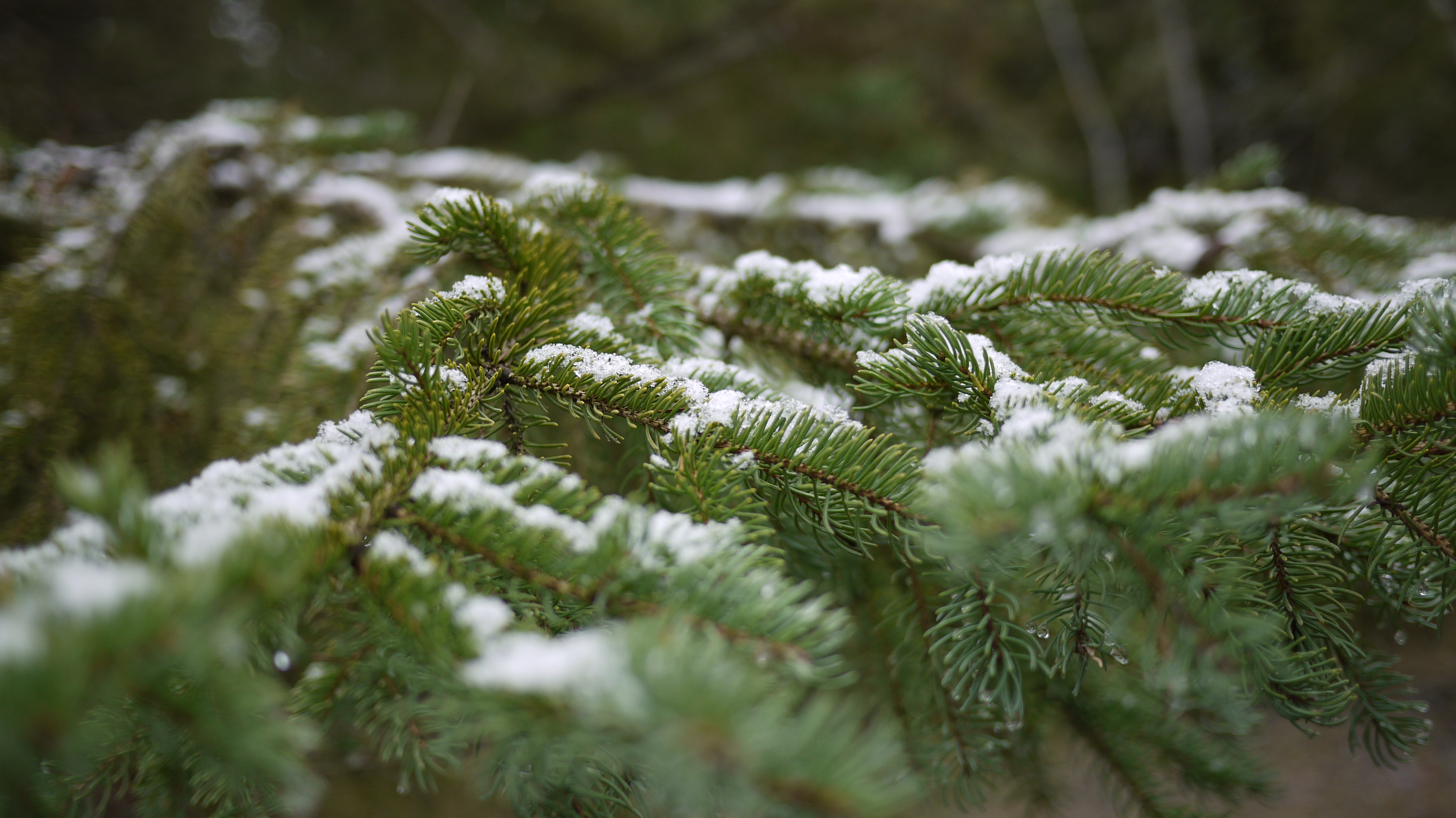 coniferous trees in winter